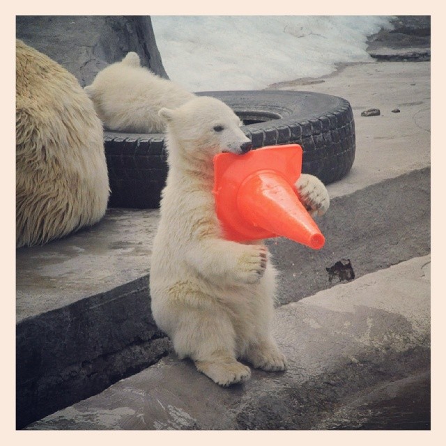 Moscow Zoo