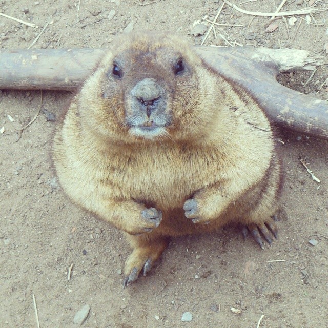 Moscow Zoo