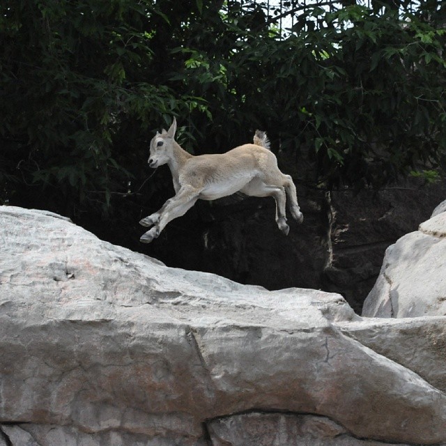 Moscow Zoo