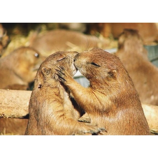 Moscow Zoo