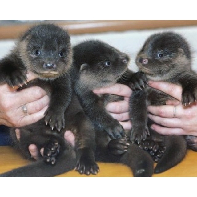 Moscow Zoo