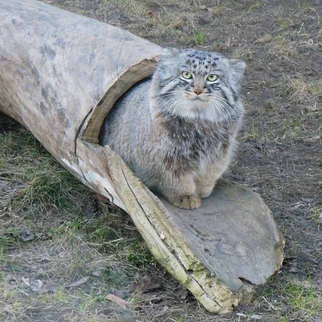 Moscow Zoo