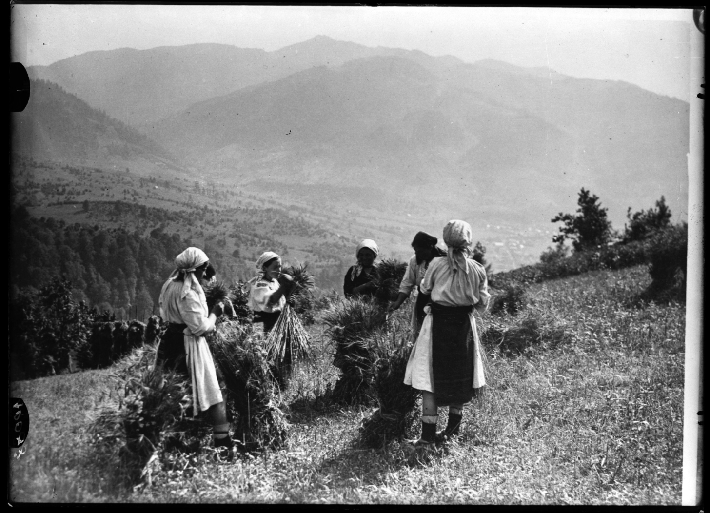 Farmers picking hemp 1930-40