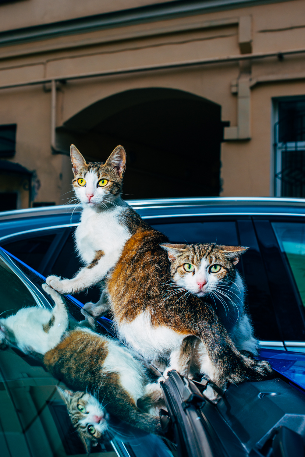 Hello street cat издевательство