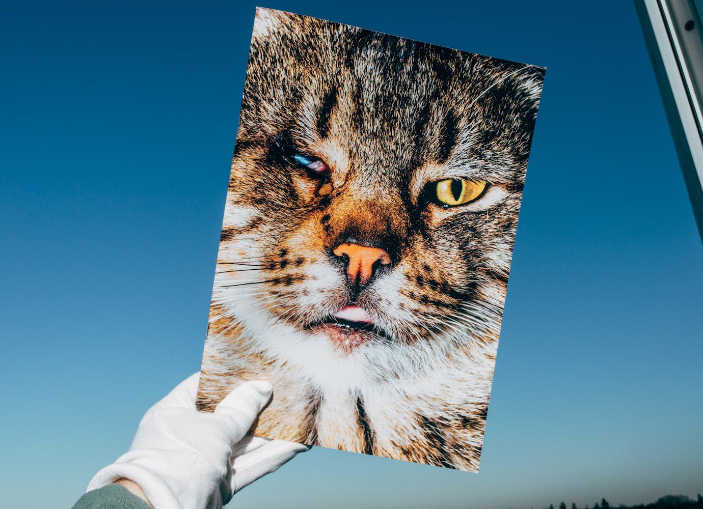 This zine shows the struggles of street cats by turning strays into cover stars