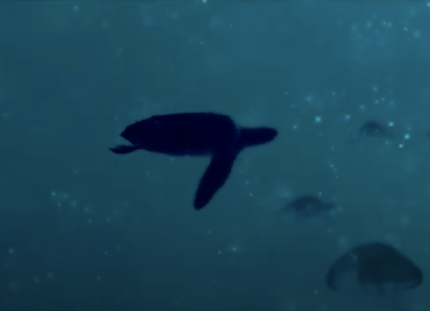 Swim with wildlife beneath the ocean waves in this soothing video from Hungarian electronic duo Belau