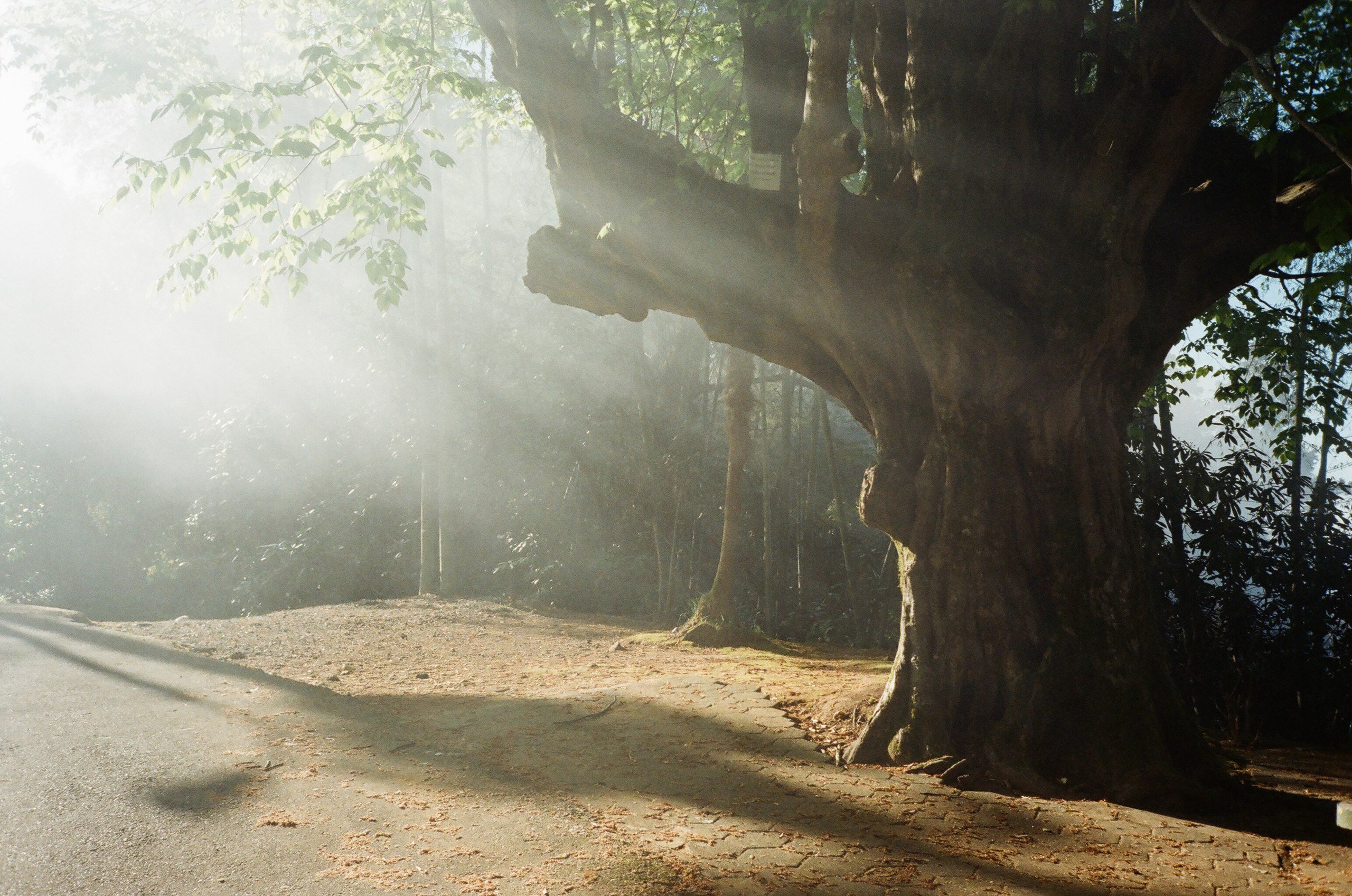 Part of a Bird: an end of summer poem by Romanian poet Nina Cassian