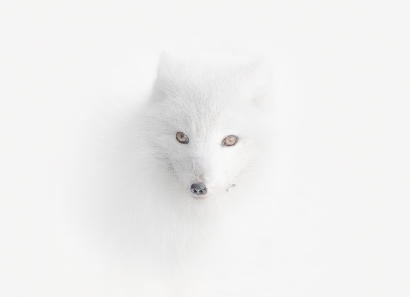 "Once on my expedition to Spitsbergen, there was a blizzard. Everything around was equally white. And suddenly I spotted this Arctic fox. He almost merged with the environment. Only his eyes and nose betrayed him." Image: Vladimir Alekseev/www.tpoty.com