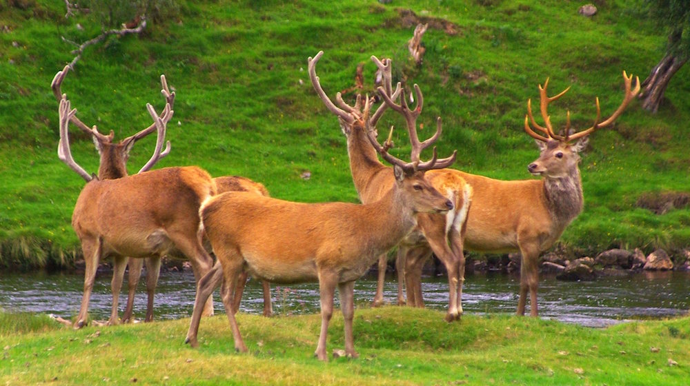 Deer. Image: Paul Wordingham under a CC license 