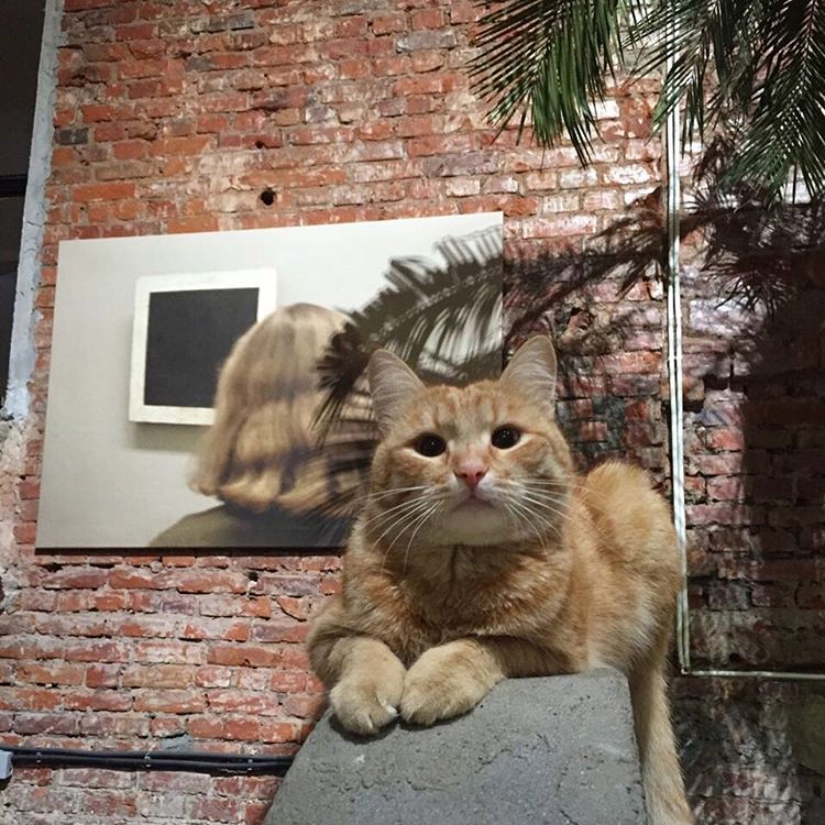 Garage cat/Instagram