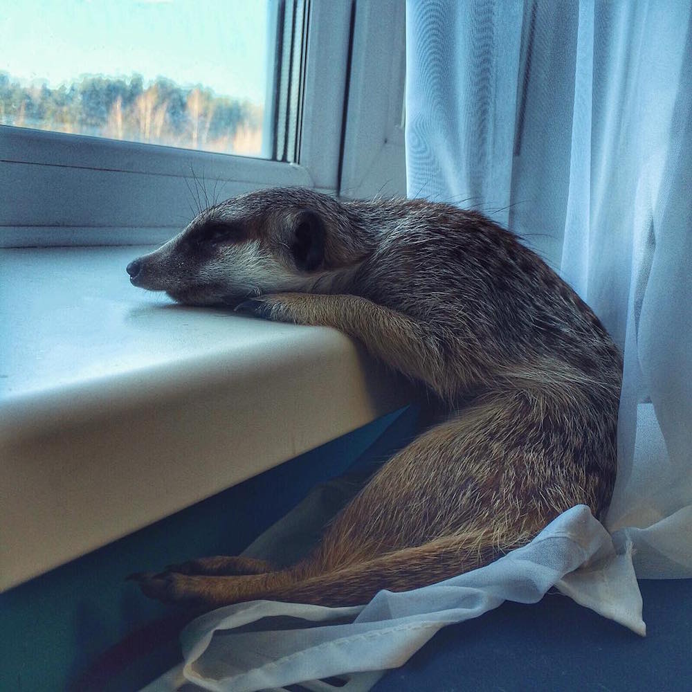 Meerkat Gosha/Instagram