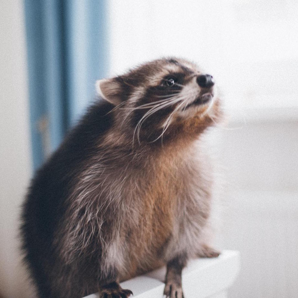 Racoon Fedor/Instagram