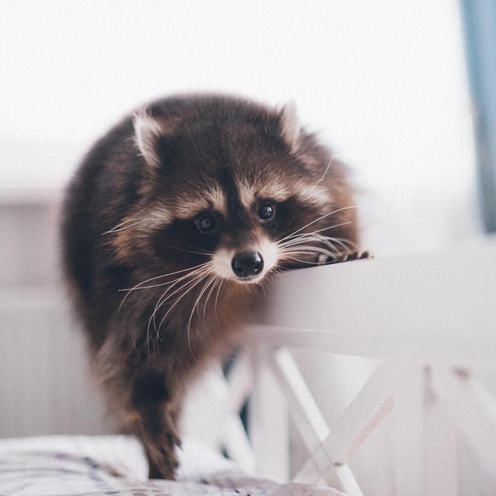 Racoon Fedor/Instagram