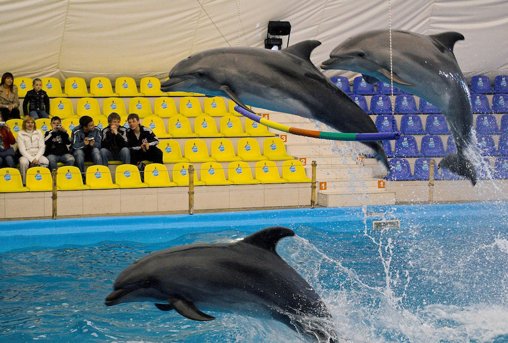 Odessa dolphinarium. Image: Thomas Depenbusch under a CC licence