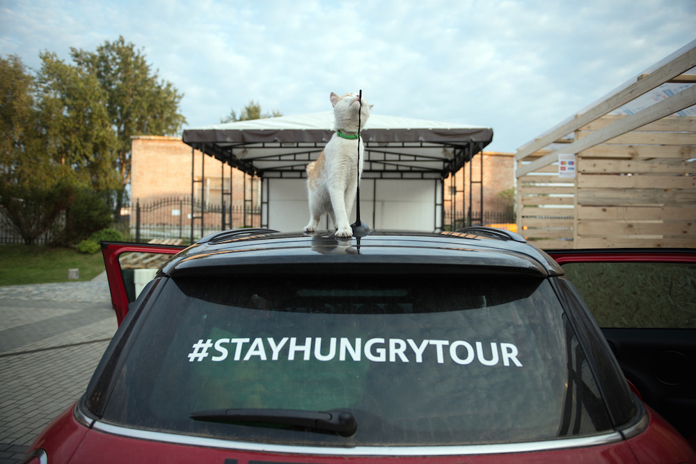 A local cat enjoys the view from the Stay Hungry car