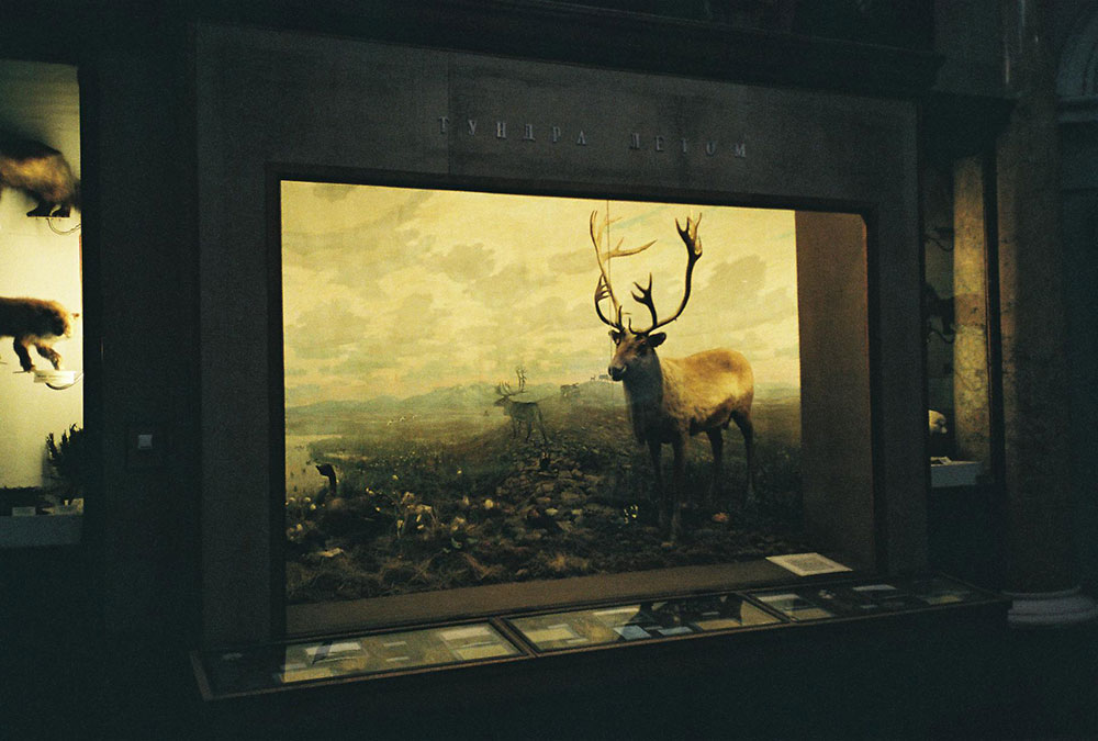 Displays at the Museum of the Arctic and Antarctic in St Petersburg. Photograph: Arthur Shuraev under a CC licence