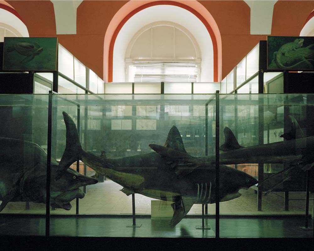 Sharks. Zoological Museum of Moscow State University