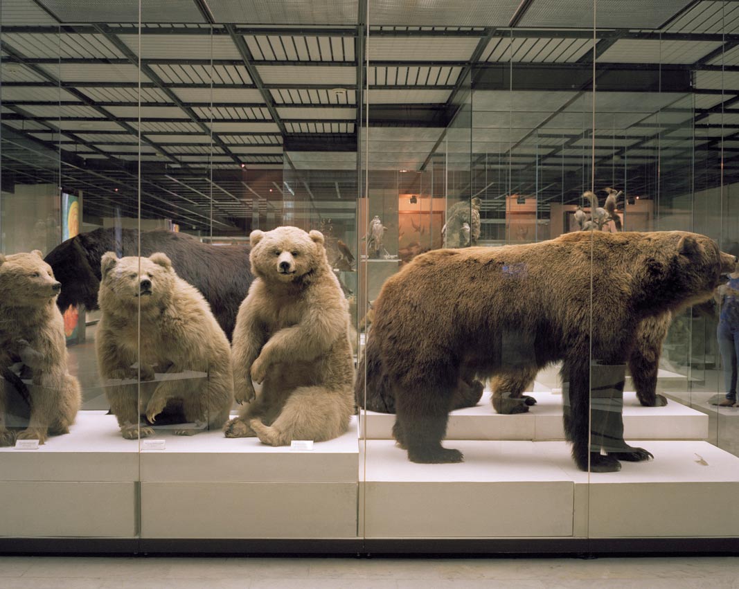 Bears. State Darwinism Museum. From Relics, a series of of photographs from lesser known Russian museums by Lily Idov 