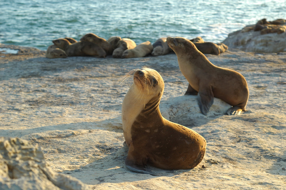 Baby sea lions hanging out on the beach. Photograph: Sequoia Hughes under a CC licence