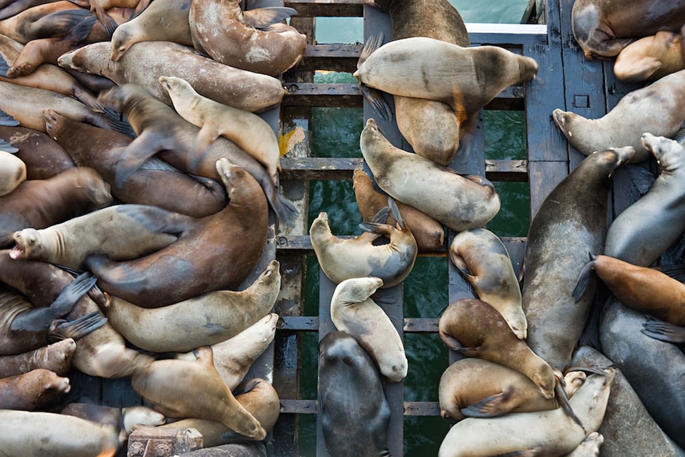 Sea lions basking in the sun. Photograph: Alan Grinberg under a CC licence