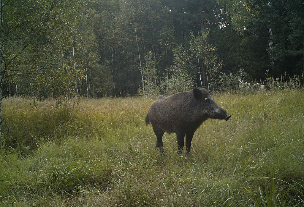 Nature In Chernobyl Animals of Chernobyl: welcome to the wildlife paradise in a nuclear ...