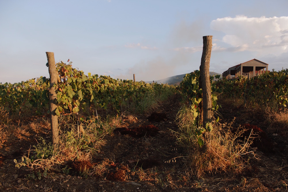 Pheasants’ Tears vineyard in Tibaani, Kakheti