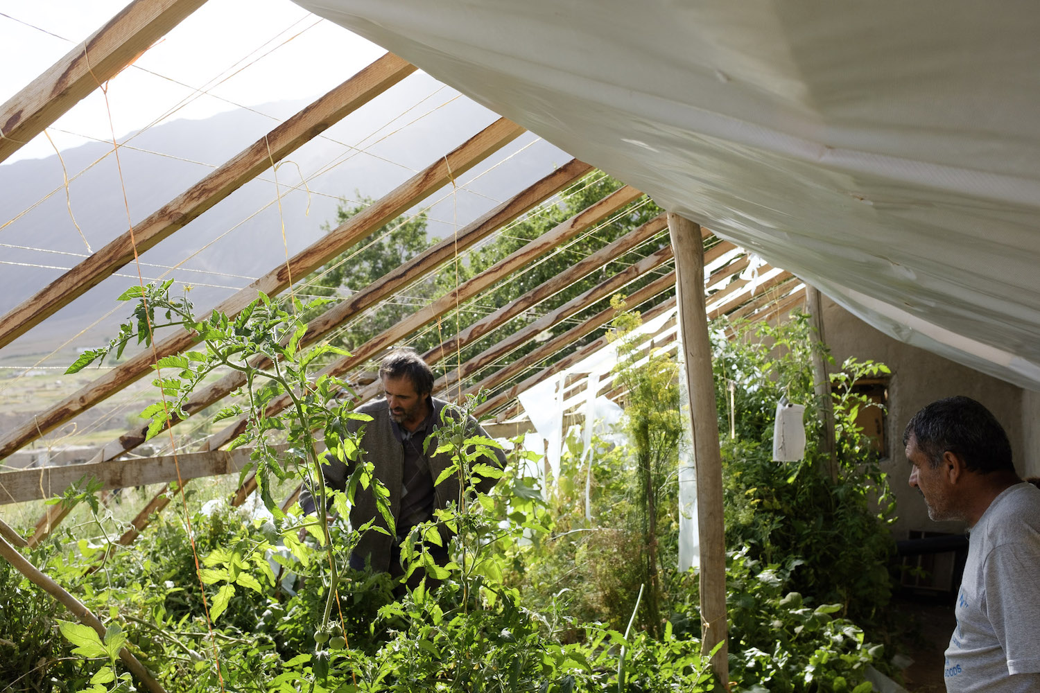 Zakhar in his greenhouse