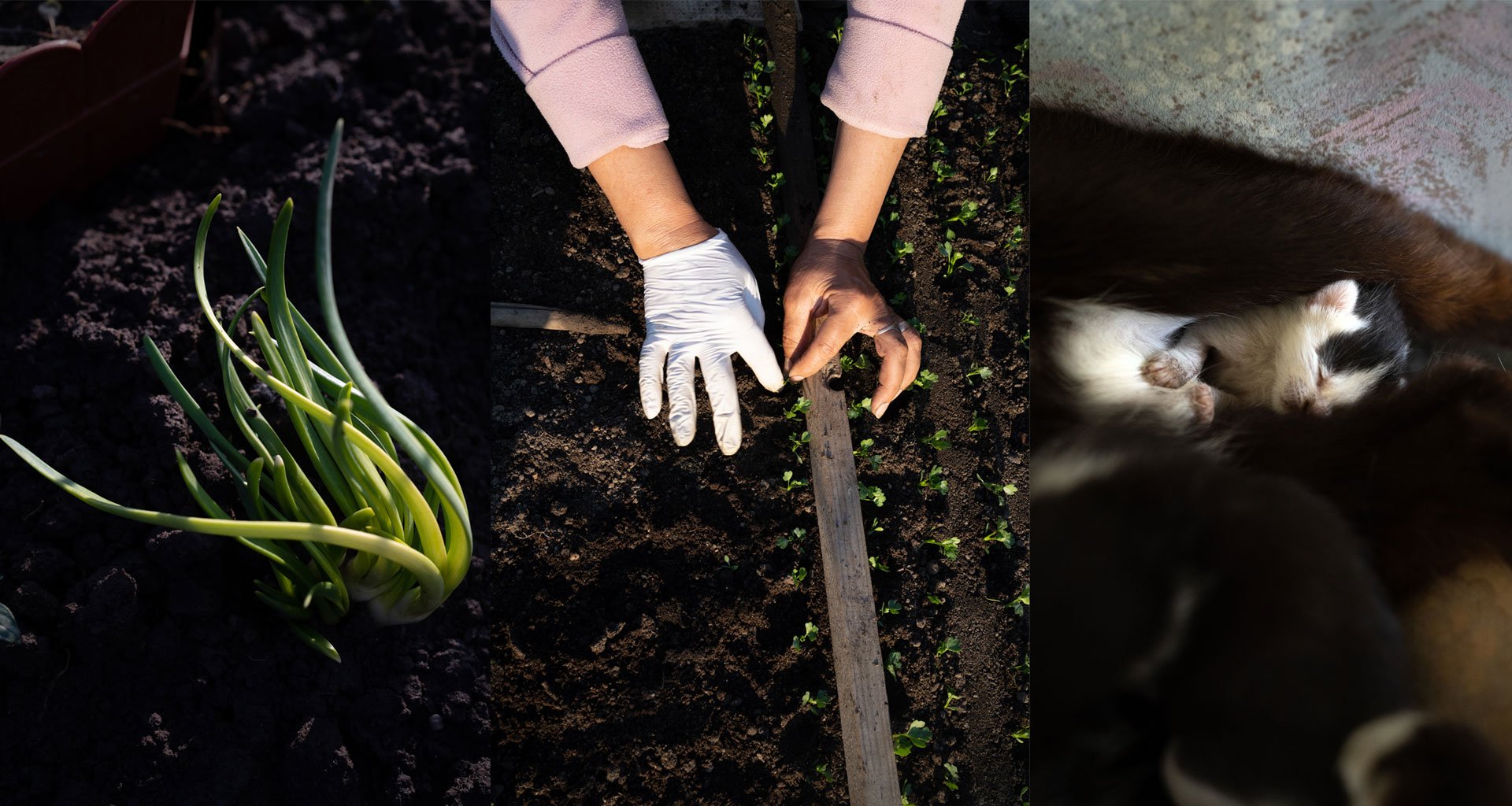 Planting the seeds of post-lockdown life in Romania’s nature