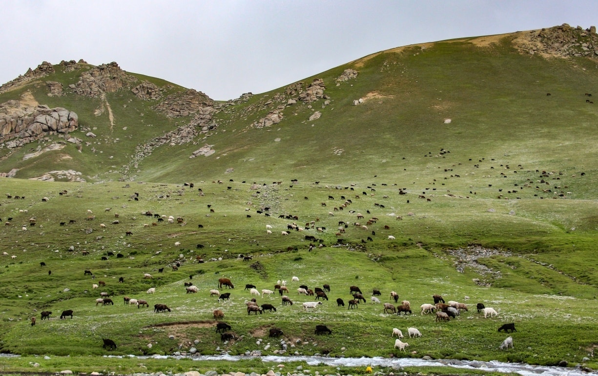 'Jailoo' means 'summer pasture' in Kyrgyz, and refers to a seasonal movement of livestock in Kyrgyzstan