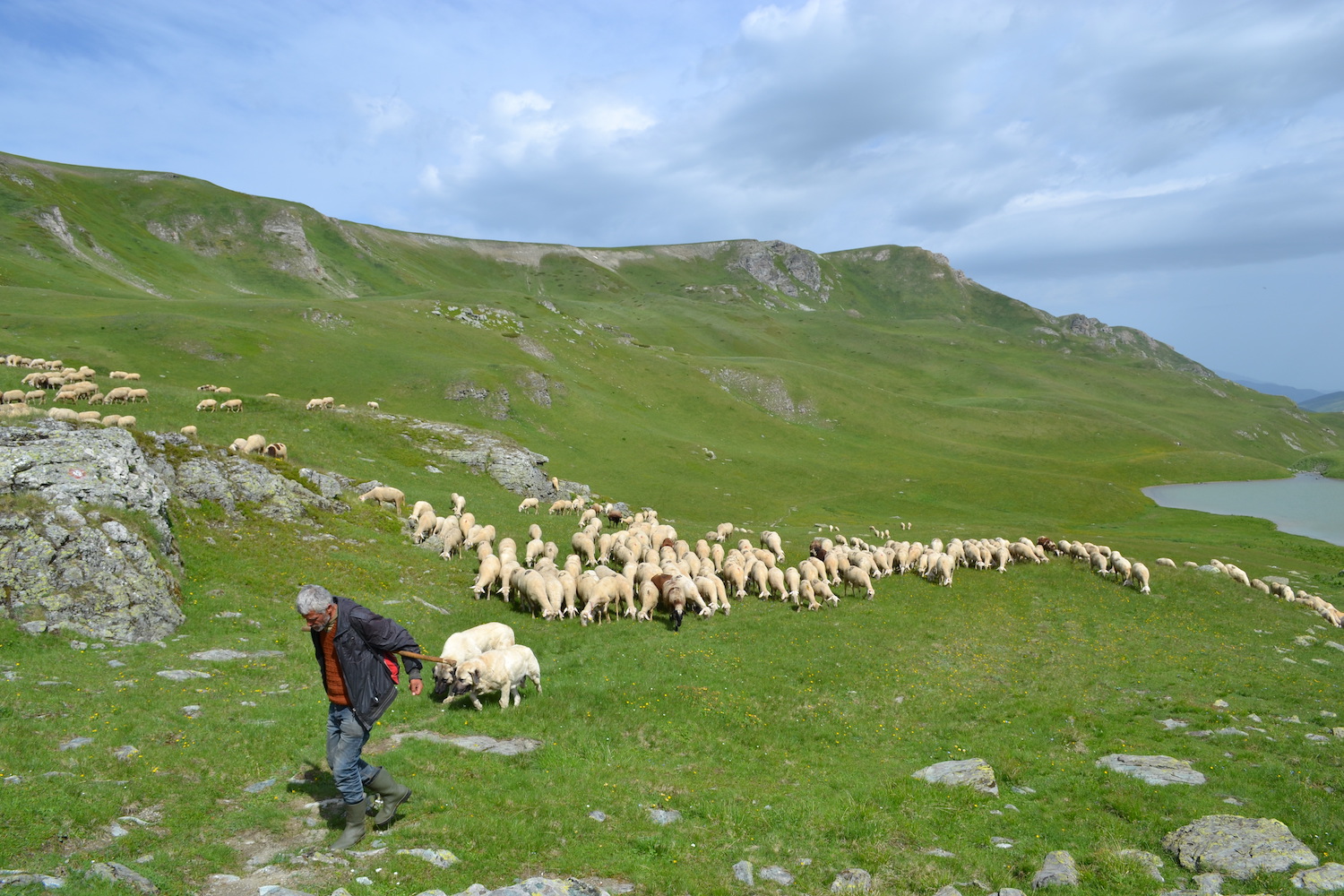 Shepherds take their flock of sheep out to pasture on the Sharr Mountains