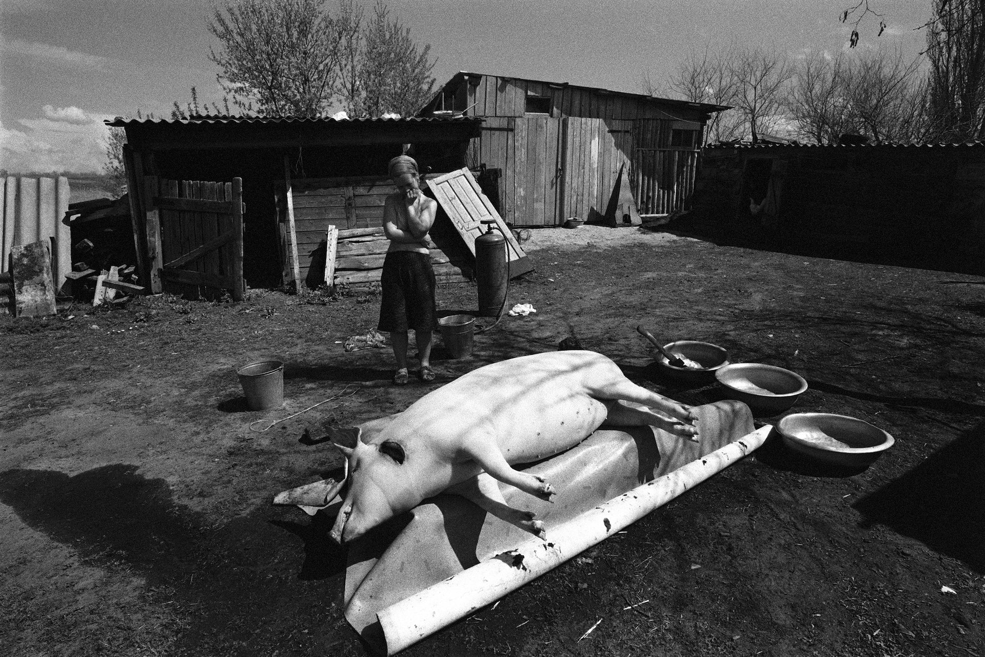 Grief over the killed pig, village of Oblivskaya district, Rostov-on-Don region, Russia (2011)