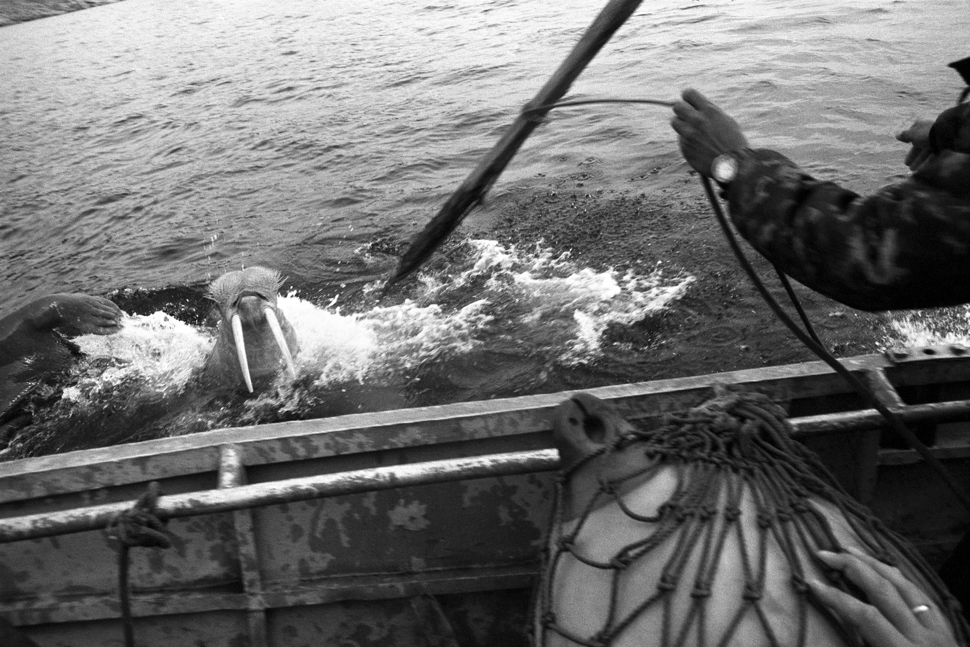 Walrus hunting, taken near the settlement of Nuniamo (non-existent), Chukotka, Russia (2007)