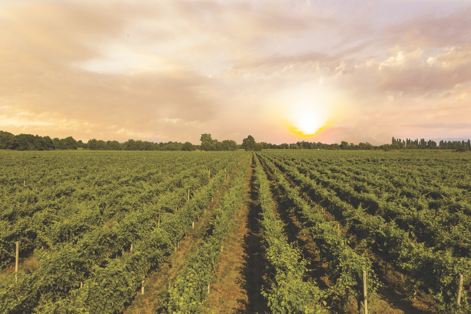 The Askaneli Brothers’ vineyards in Georgia