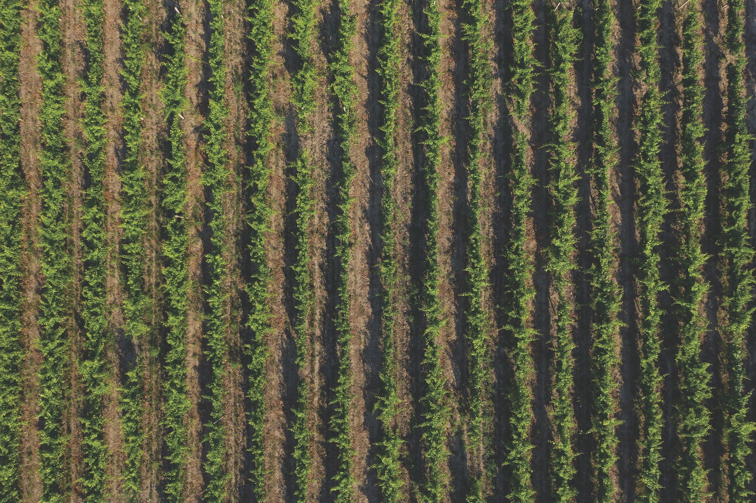 The Askaneli Brothers’ vineyards in Georgia