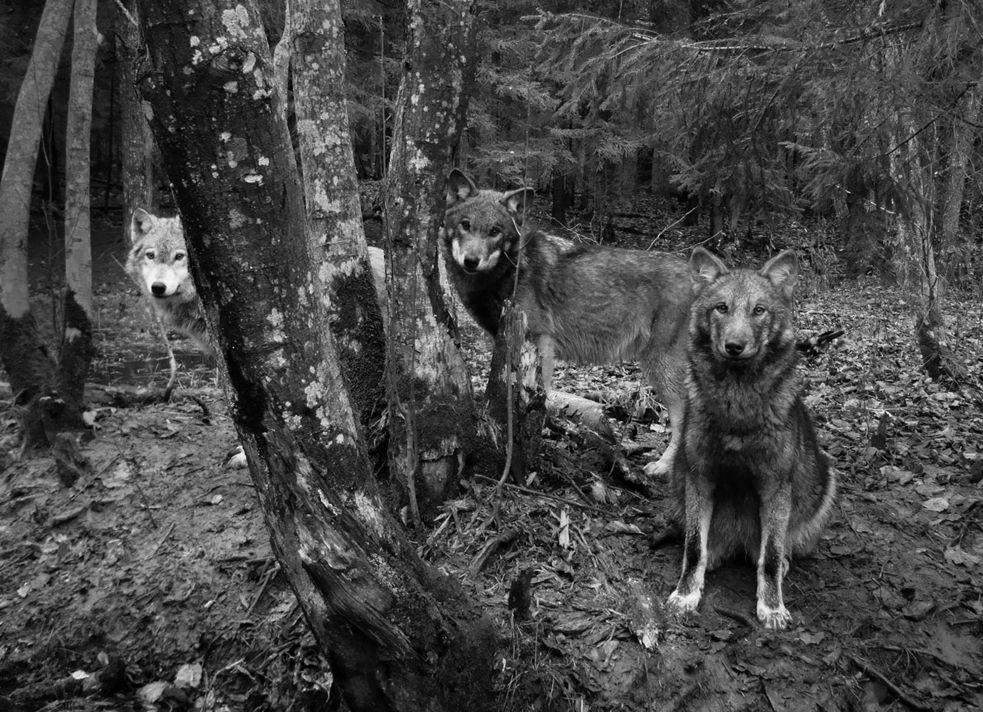 The story of a remarkable zoologist who lived among wolves in Georgia