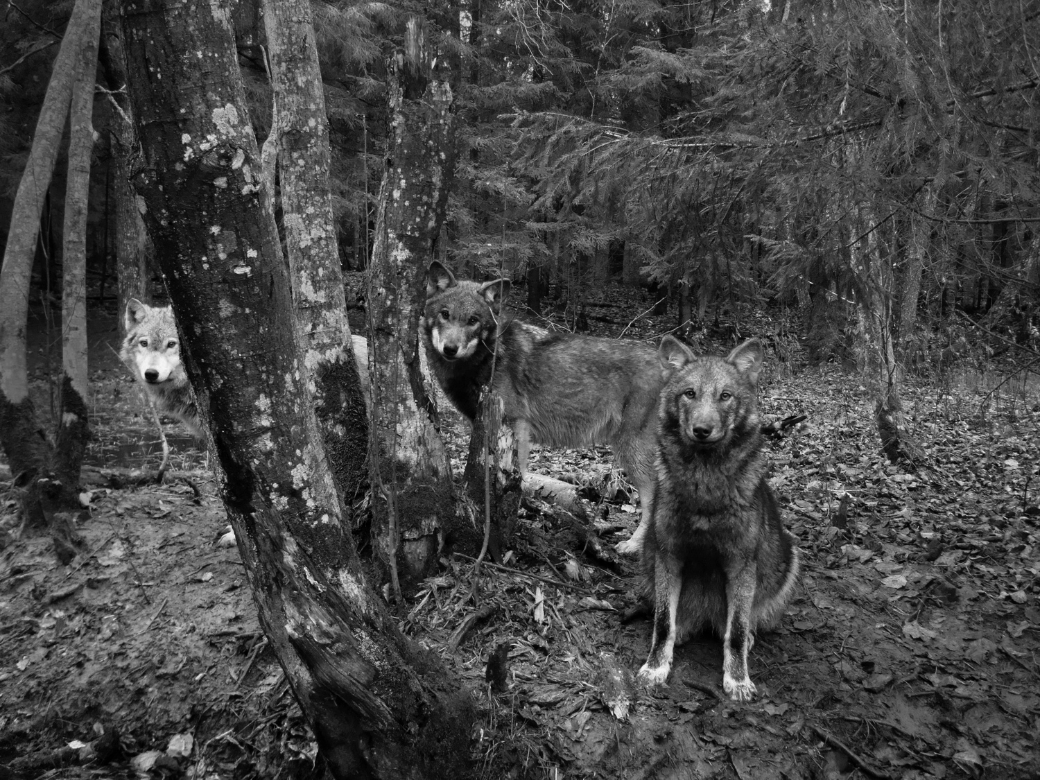 The story of a remarkable zoologist who lived among wolves in