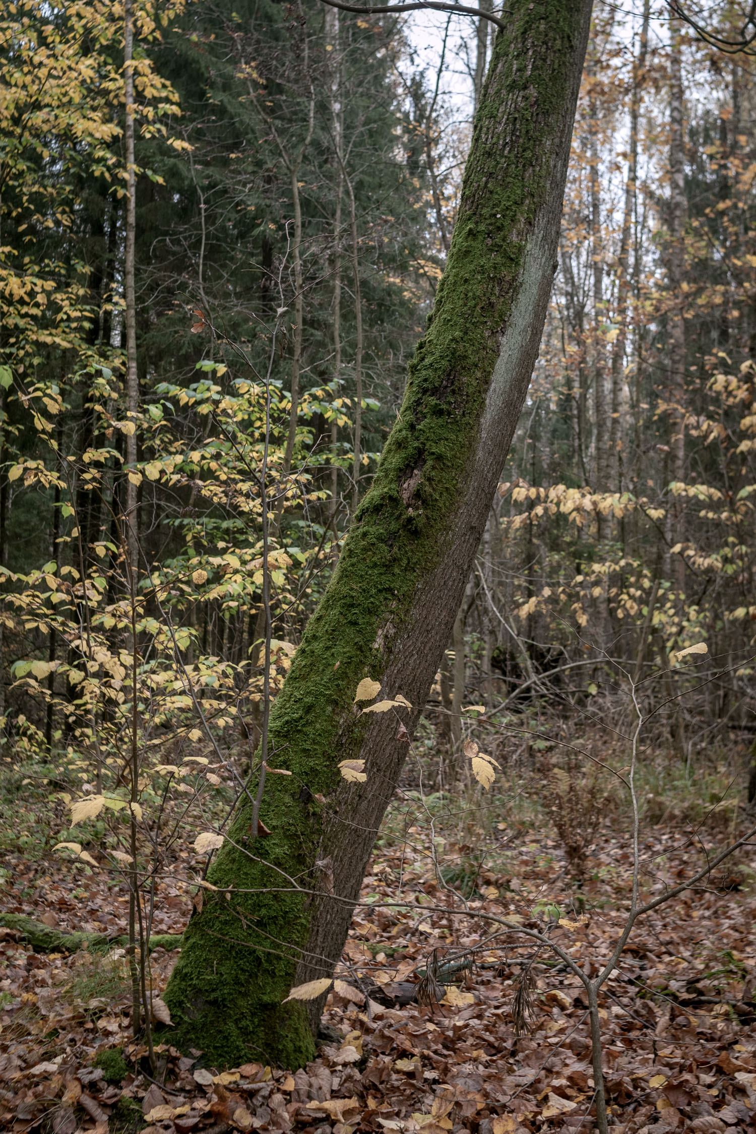 According to folk legends, moss grows on the north side of trees, which helps with navigation.