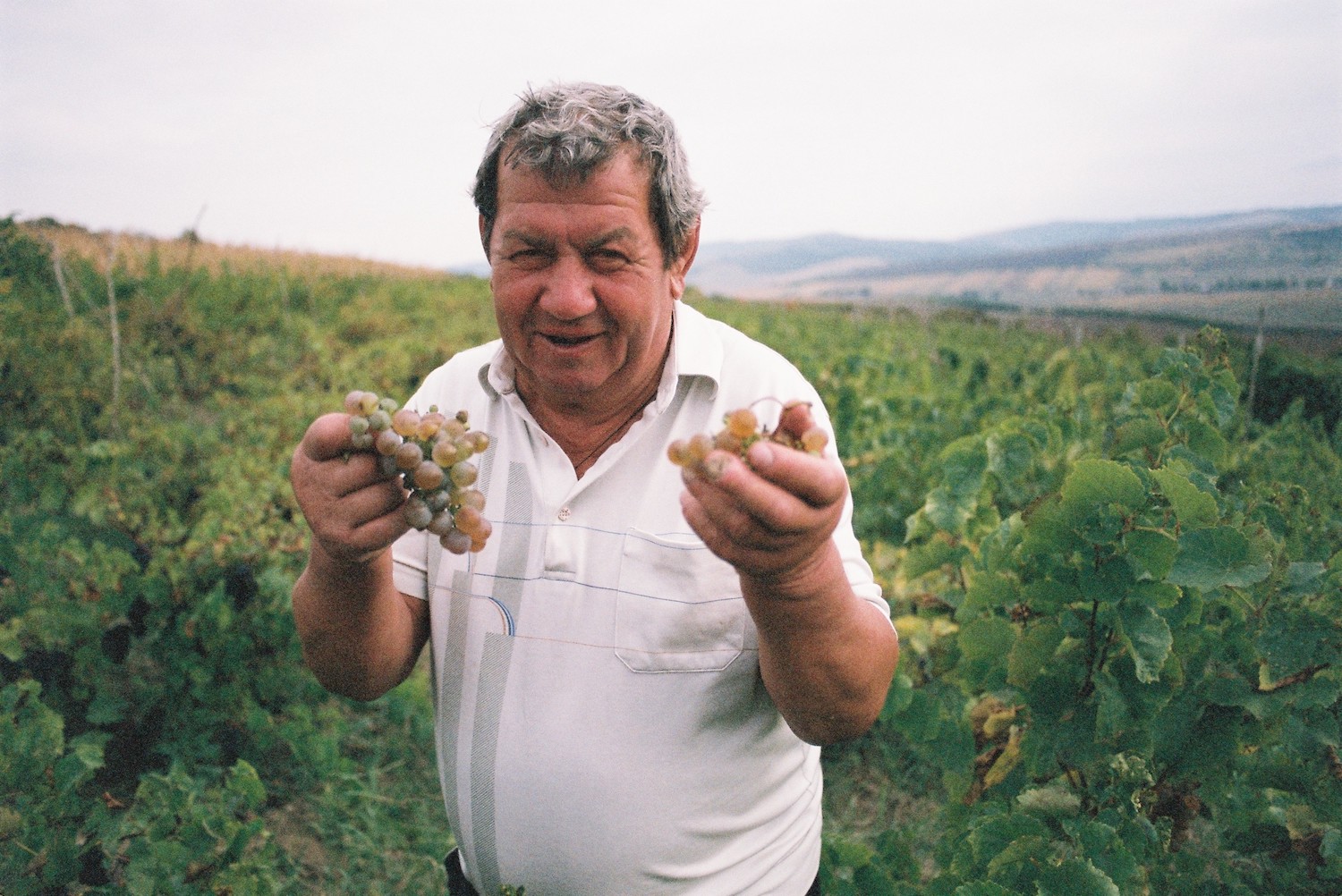 My grandfather in his vineyard, 2013. Image: Tosca Lloyd