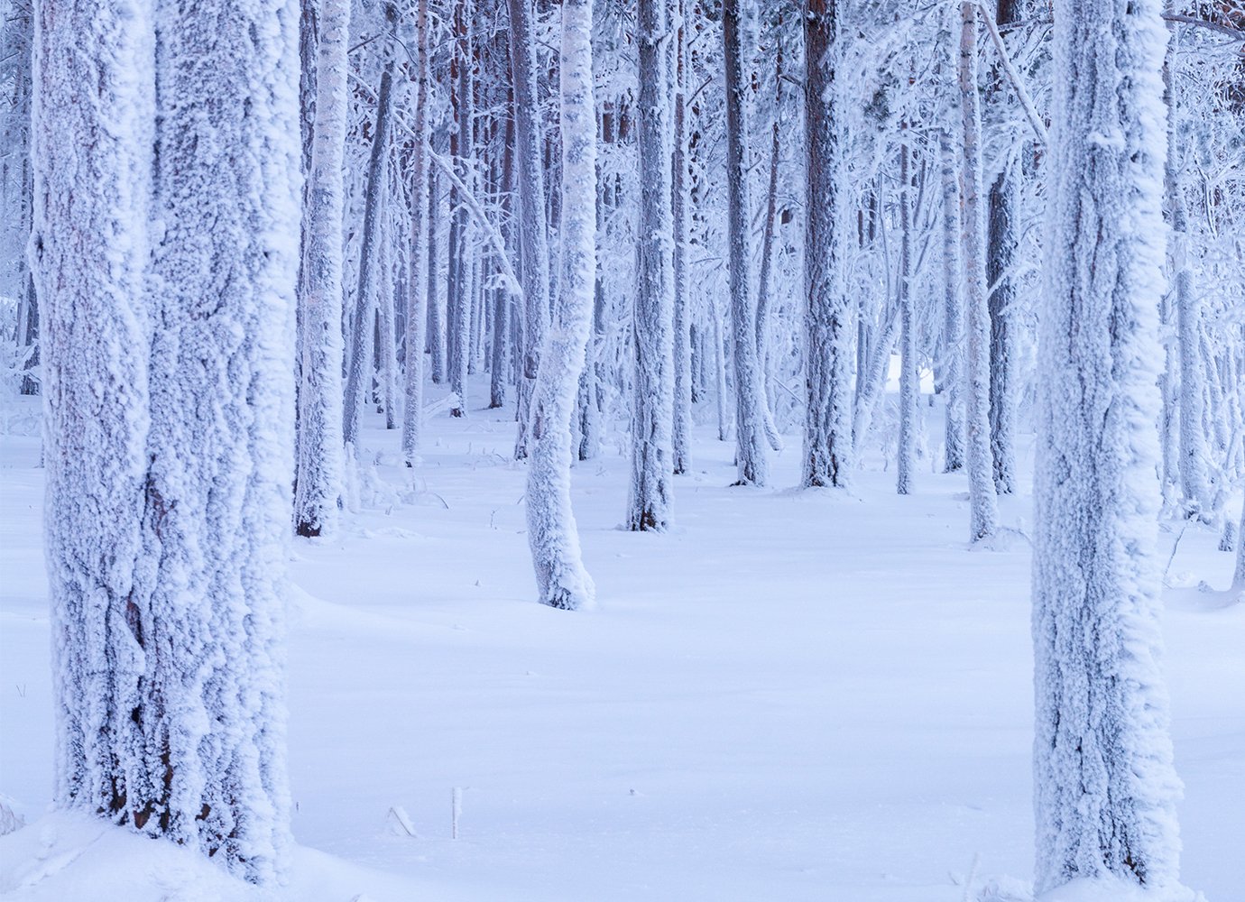 Epic journeys, crime thrillers and Keanu Reeves: Siberia through the eyes of foreign filmmakers