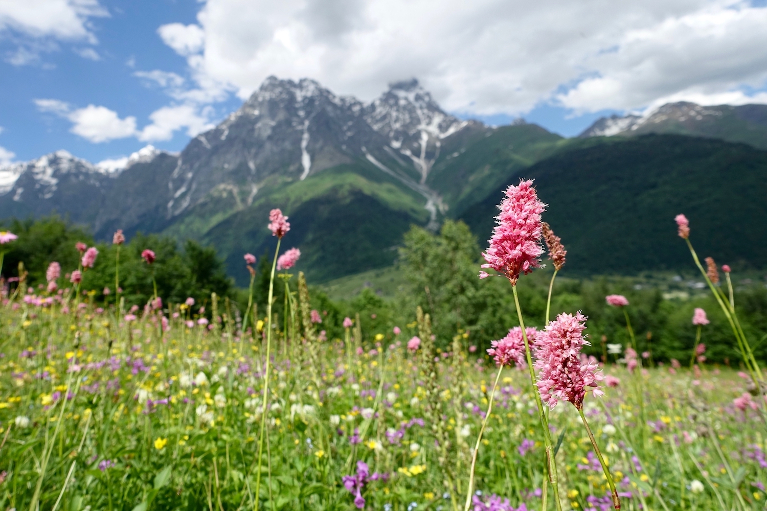 June wildflowers in Svaneti, Georgia. Image: Meagan Neal/Transcaucasian Trail Association