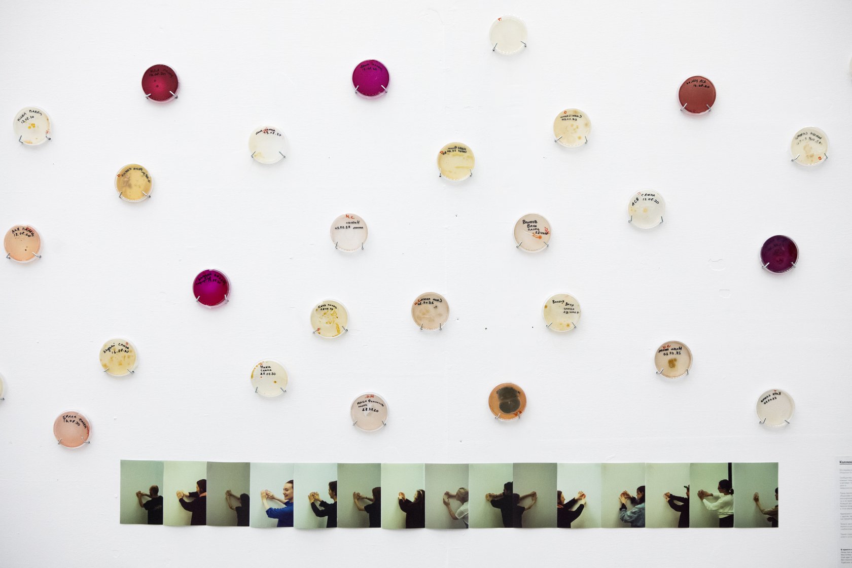 Collective Body, 2020. A pseudomedical research, this project explores the blurred boundaries between the bodies through the microbiota of the artist’s colleagues from the Open Studios project
