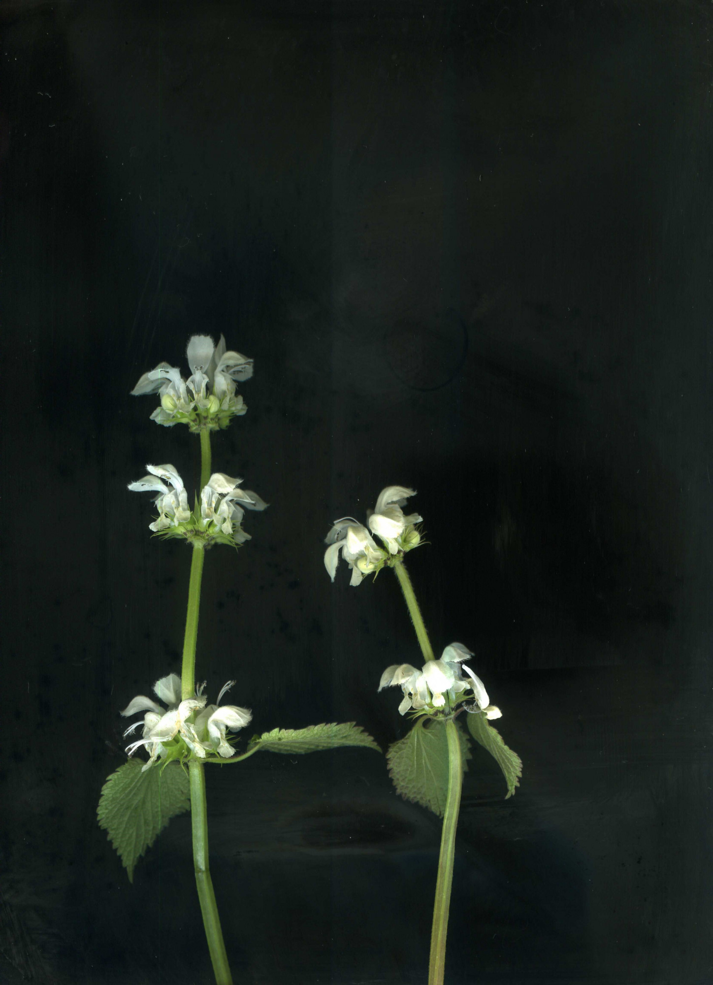 Impossible Herbarium, 2019-2021. The artist rearranges plants, creating new species in her scanograms
