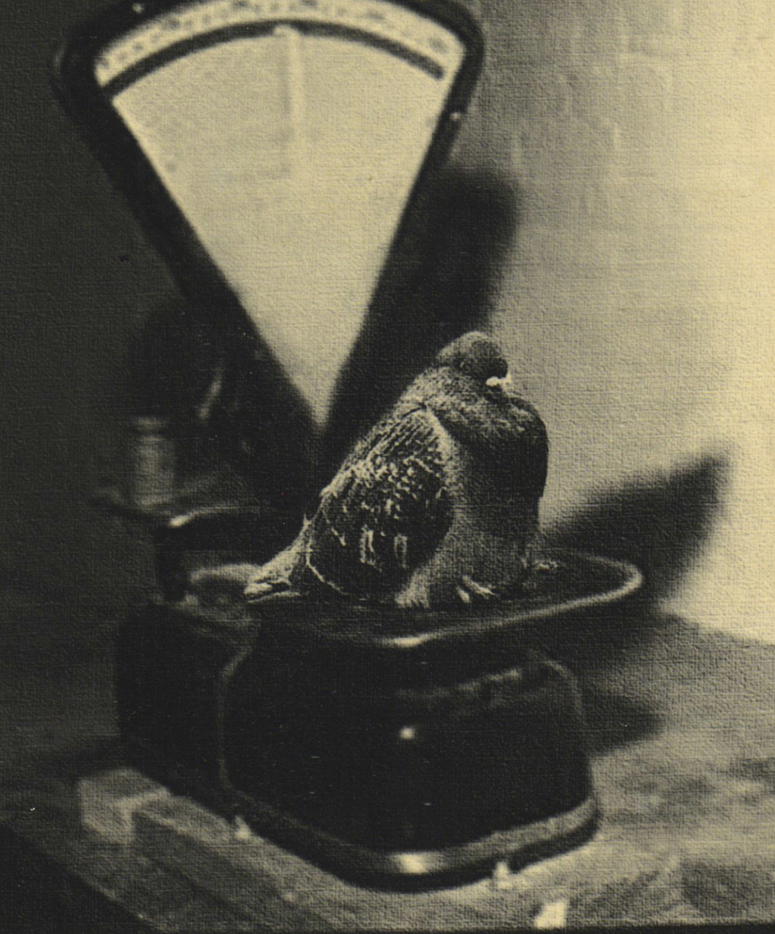 Spy-pigeon before going on a mission, 1942. The memoirs of Yan Khtovich, 2015-2017. This mockumentary project tells the story of Yan Khtovich, ornitologist working on the Spy Pigeon project during WWII