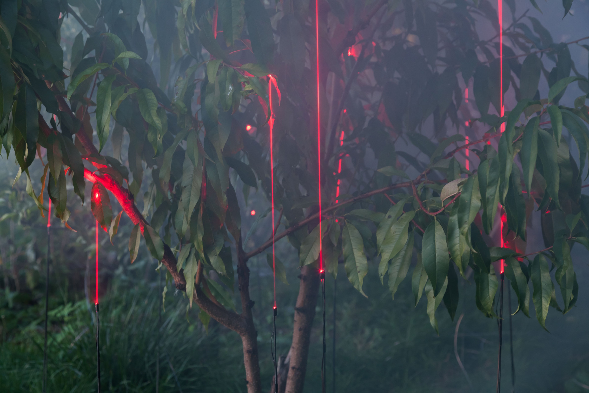 Laser Grass, 2016. An exploration of possibilities of communication between the biological and the technological, this installation matches laser diodes with plants