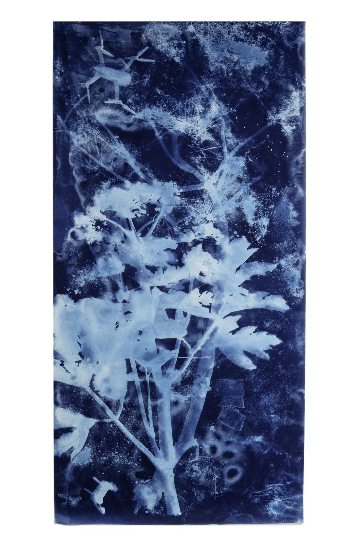 Soldiers of the Sun, or the Right to the Future Time, 2019. This cyanotype is an image of Giant Hogweed—invasive, photo-toxic species still infesting post-Soviet territories after they were imported into the Soviet Union as experimental livestock feed