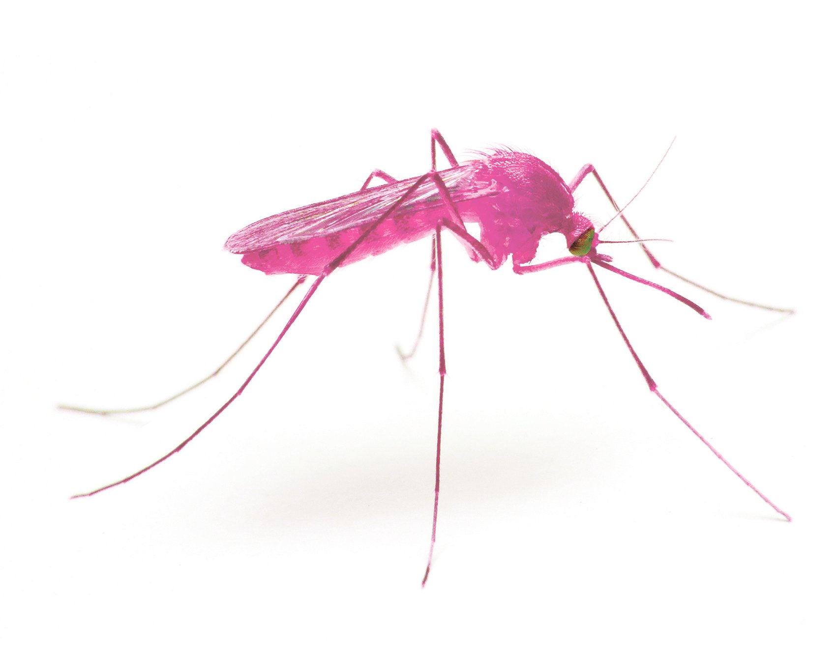 Flamingo Mosquito. Bitten, 2017. In 1979, there was a huge earthquake, as a result of which these strange insects appeared