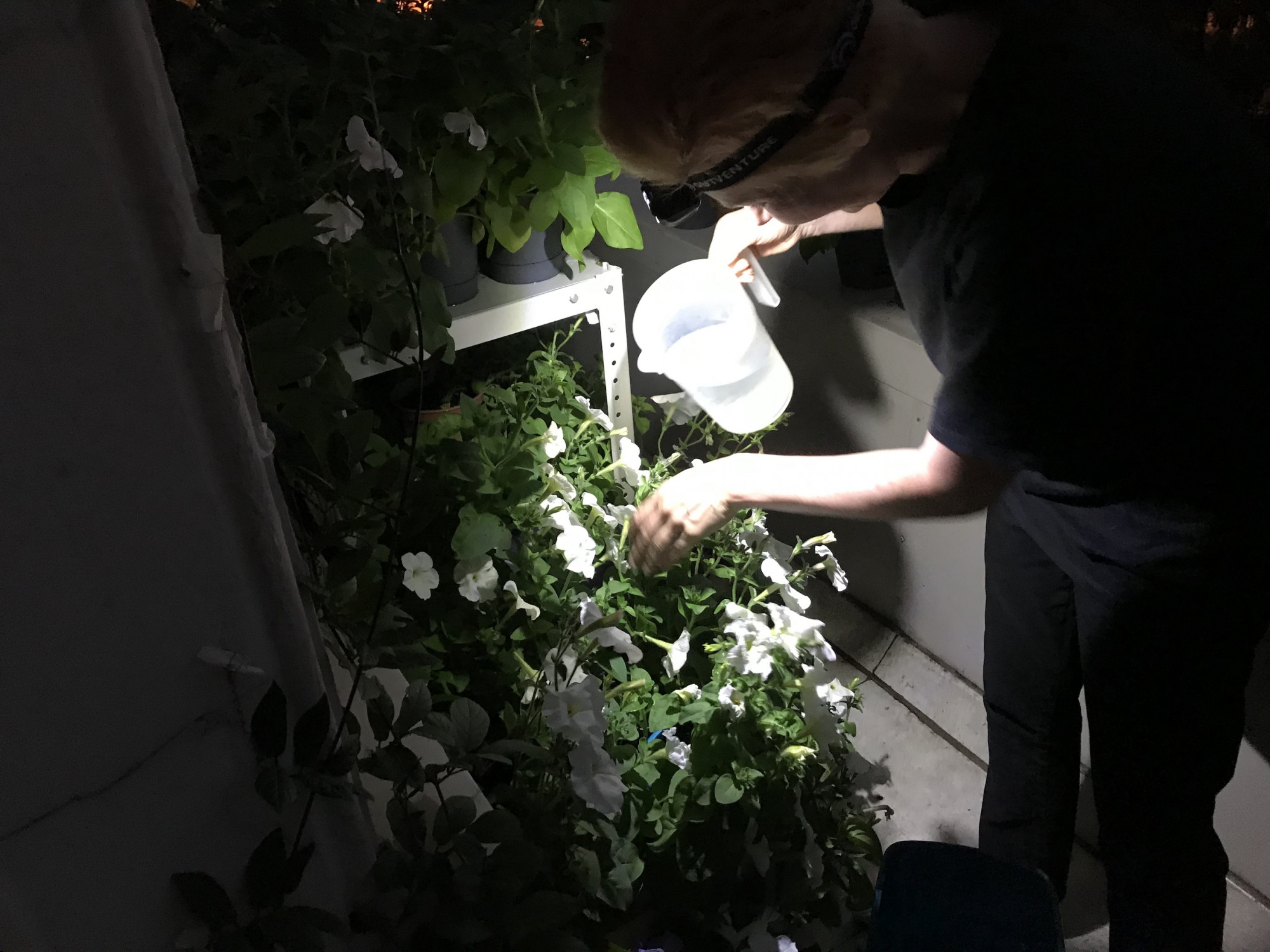 Petunias Are a Girl's Best Friend, 2020. Data gathered from the plants was converted into video and audio materials featured in the installation