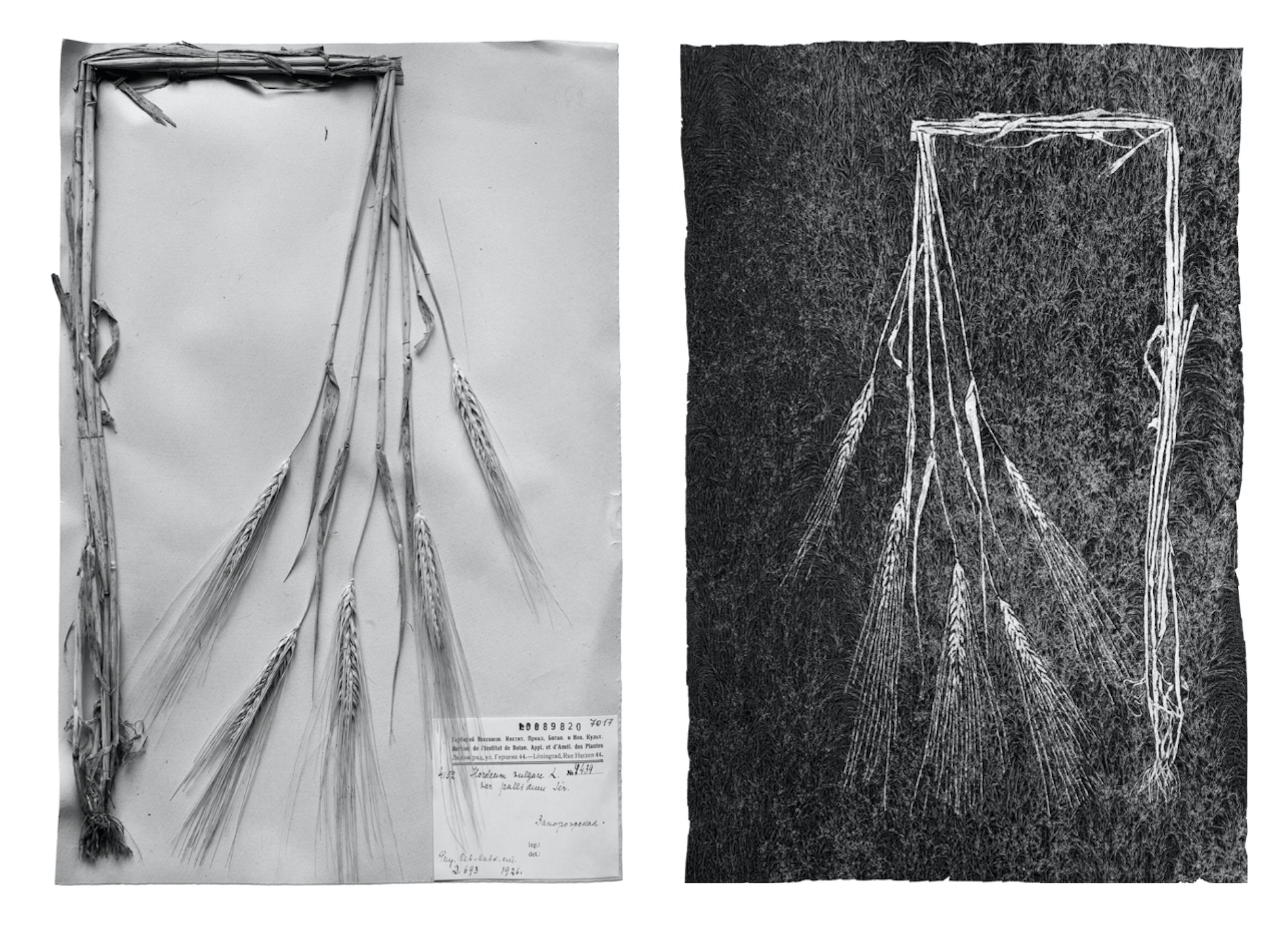 Observation Journal, 2014-2017. In other occupied territories, some of the seeds that the researchers had collected were seized by the Nazis. Those later became the basis for the experimental crops of the SS Institute of Plant Genetics in Austria