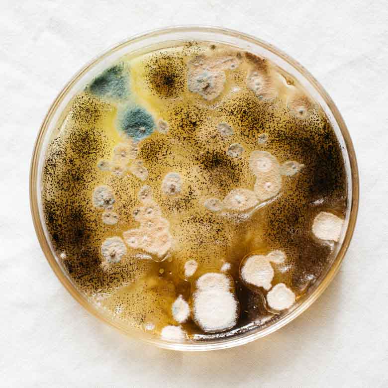 Merger, 2018. The main goal of the project was to identify the imperfections of the anthropocentric system and create linear interspecific relationships