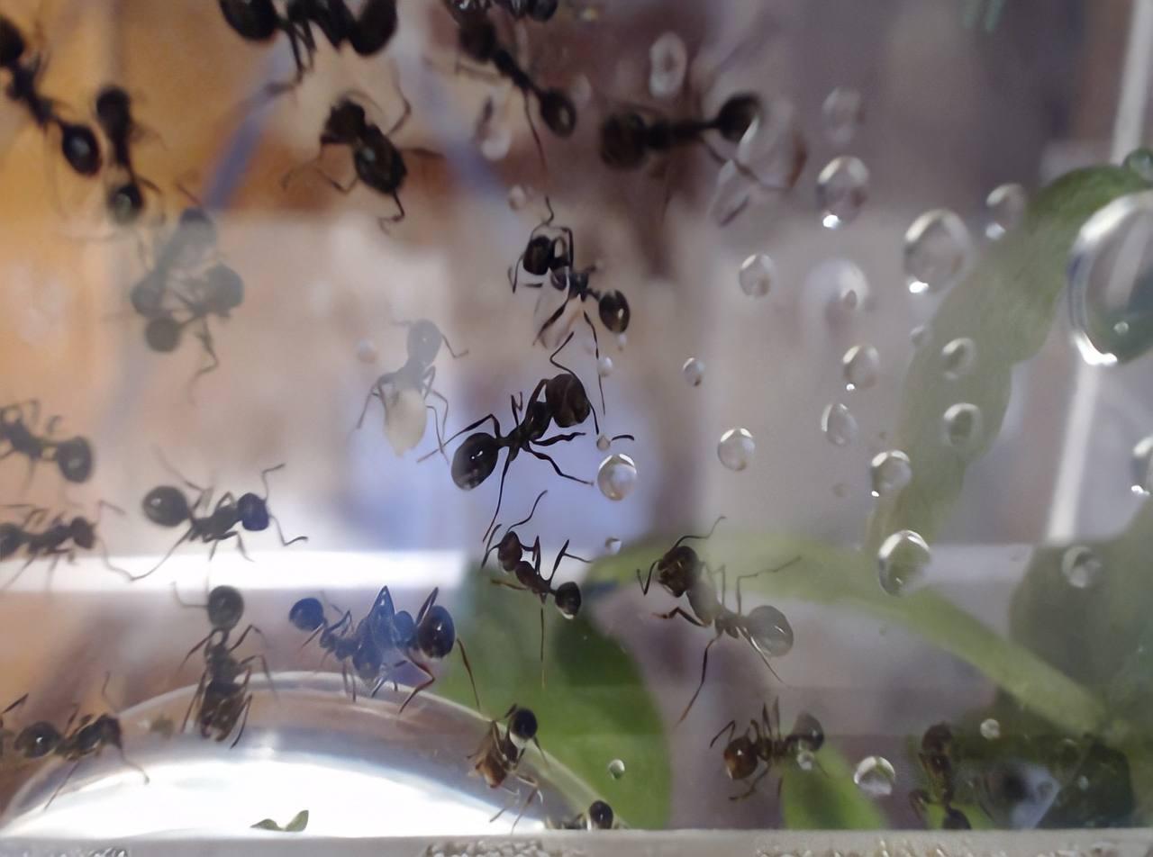 Plastifique Biofarm, 2015. With Dr. Anastasiya Kanatieva and Ilya Fedotov-Fedorov. The project is a futuristic vision of a biofarm where ants can live in symbiosis with bacteria and recycle plastic